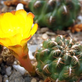 Sulcorebutia tuberculata-chrysantha  WK 300 Aguirre, Cochabamba - Colomi, km 35, 3600 m