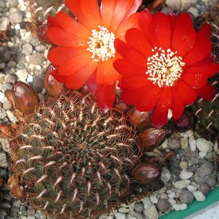 Sulcorebutia tiraquensis v. lepida WK 708 Copachunchon, 2600 m