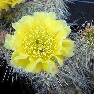 Opuntia hystricina cv. Halle      (dw)