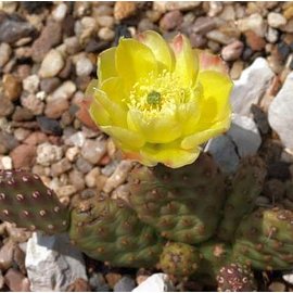 Opuntia polyacantha   Idaho, USA    (dw)