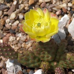 Opuntia polyacantha   Idaho, USA    (dw)