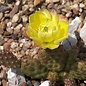 Opuntia polyacantha   Idaho    (dw)