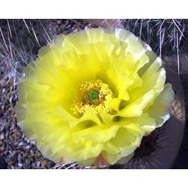 Opuntia polyacantha v. juniperina LZ 536 Buckskin Mnts., Kaibab, Arizona, USA, 1900 m    (dw)