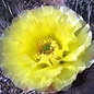 Opuntia polyacantha v. juniperina LZ 536 Buckskin Mnts., Kaibab, Arizona, USA, 1900 m    (dw)