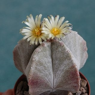 Astrophytum myriostigma  v. columnare      (Graines)