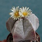 Astrophytum myriostigma  v. columnare      (Graines)