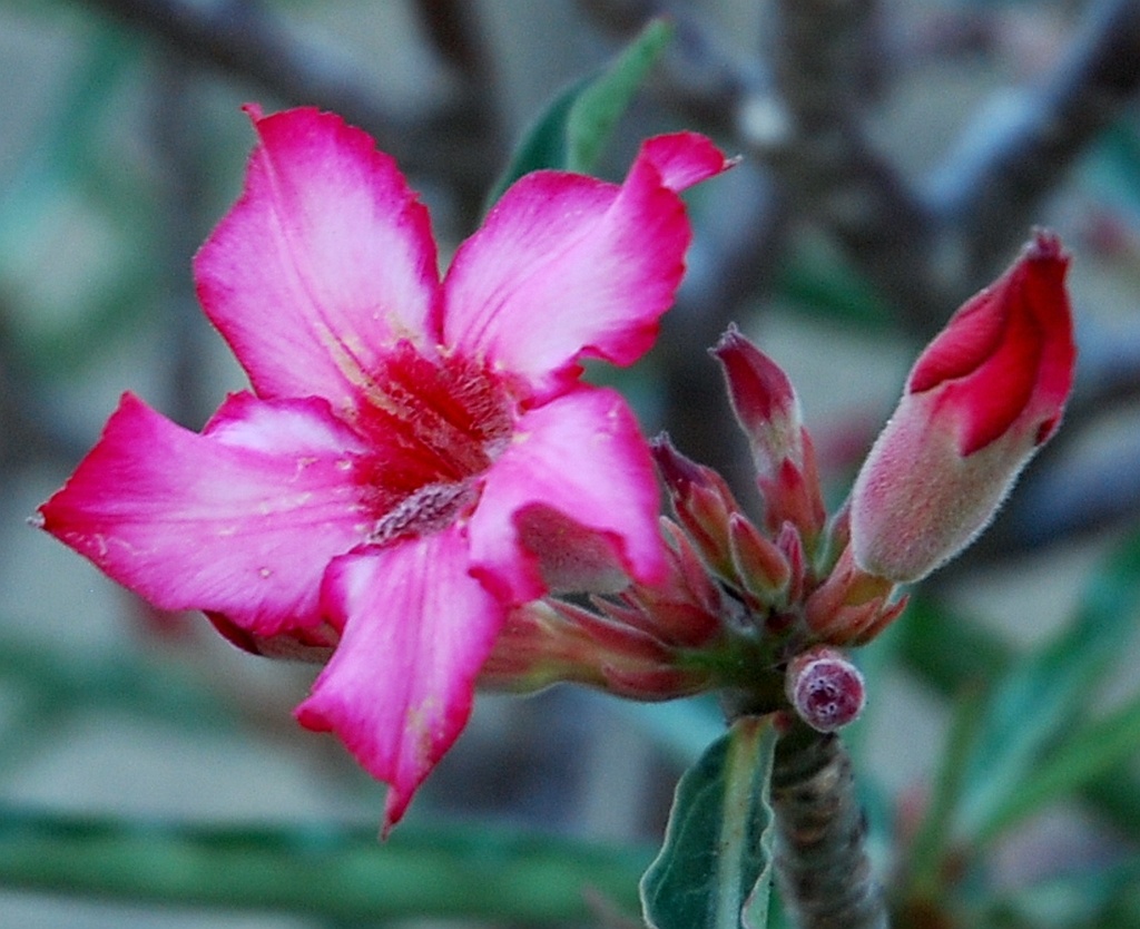 Семена адениума. Adenium Somalense. Адениум Black Somalense. Адениум Танзания. Emily Адениум.