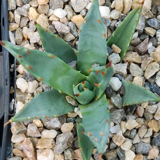 Agave utahensis