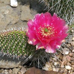 Opuntia hystricina cv. Hamm      (dw)