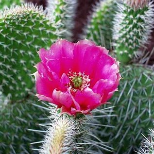 Opuntia hystricina cv. Hamm      (dw)