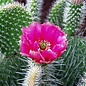 Opuntia hystricina cv. Hamm      (dw)