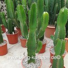 Euphorbia ingens