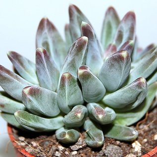 Pachyphytum compactum