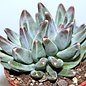 Pachyphytum compactum