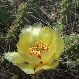 Opuntia fragilis   Peace River, Alberta, Kanada    (dw)