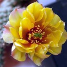 Opuntia fragilis cv. Wizzard      (dw)