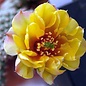 Opuntia fragilis cv. Wizzard      (dw)