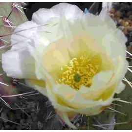 Opuntia polyacantha cv. Snowball      (dw)