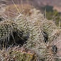 Opuntia polyacantha   Bandelier National Monument, Santa Fe, New Mexico, USA, 1900 m     (dw)