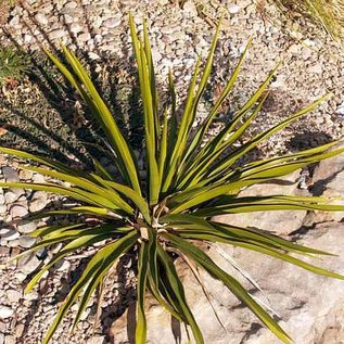 Yucca rupicola   Ozona Co., TX    (dw)