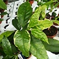 Hoya multiflora  Philipinas  white margins