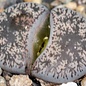 Lithops lesliei ssp. burchellii C 308 10 km NNE Douglas, Northern Cape, SA