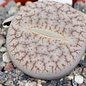 Lithops pseudotruncatella ssp. dendritica pulmonuncula C 071