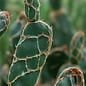 Opuntia zebrina cv. Reticulata