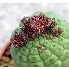 Larryleachia cactiformis