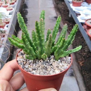 Stapelia divaricata