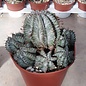 Euphorbia horrida v. striata alba