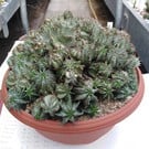 Euphorbia horrida  v. striata alba XL