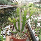 Euphorbia inarticulata   N.Jemen