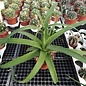 Agave bracteosa