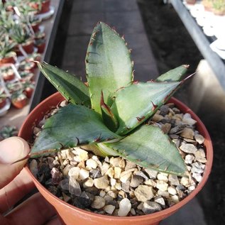 Agave titanota  FO 076 Sierra Mixteca