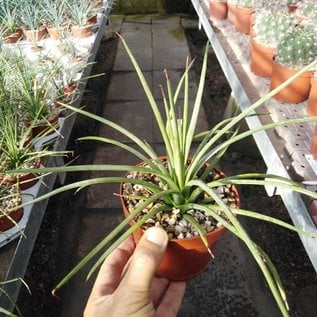 Agave striata