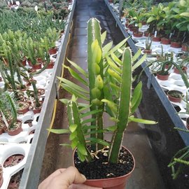 Euphorbia persistentifolia