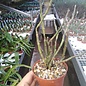 Euphorbia platyclada v. erecta  Rauh 72/70, Madagaskar