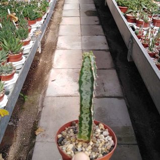 Euphorbia quadrangularis