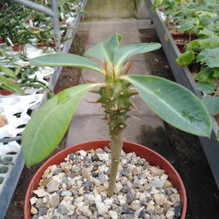 Euphorbia viguieri v. capuroniana