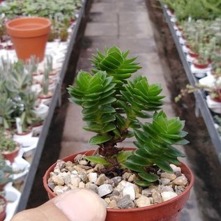 Crassula cv. Estagnol