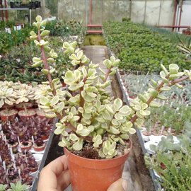 Portulacaria afra cv. variegata