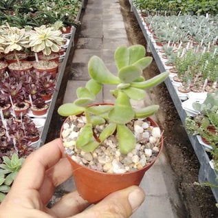 Crassula gifbergensis