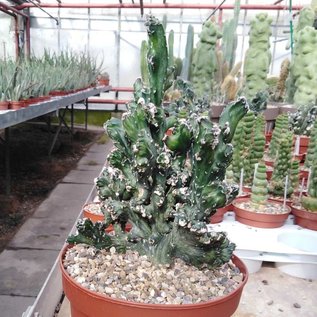 Monvillea spegazzinii cv. Monstruosa    cristata