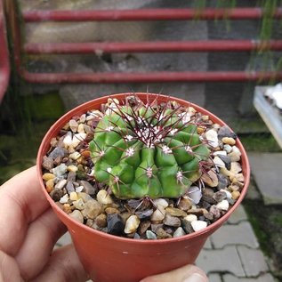 Discocactus placentiformis ssp. alteolens MH 596 East Mendanha, Minas Gerais, Brasilien   CITES, not outside EU