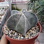 Astrophytum myriostigma