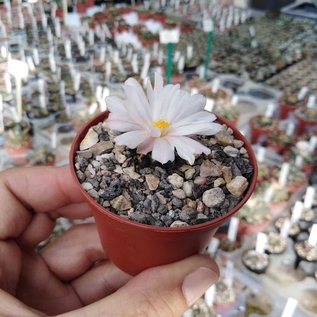 Ariocarpus kotschoubeyanus   Las Tablas   CITES, not outside EU