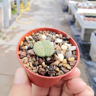 Lithops fulviceps v. fulviceps cv. Aurea