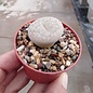 Lithops pseudotruncatella