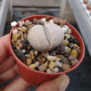 Lithops karasmontana ssp. karasmontana v. aiaisensis